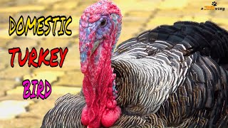 LIVE DICTIONARY  4K Animal Footage  TURKEY  CON GÀ TÂY  DINDON  TRUTHAHN  PAVO  火鸡  n39 vlog [upl. by Boff]