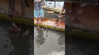 IGSOON shree Shortvideo youtube longlife BuhayProbinsya fishing [upl. by Edmunda]