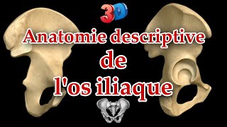 Description anatomique de los iliaque 3D  repères et insertions musculaires [upl. by Valerlan]