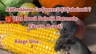 Scapă De Șoarecii și Șobolanii Două Soluții Naturale Făcute Acasă Fără Pesticide [upl. by Shiekh]