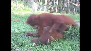 Orangutan Outreach Adoption Update 2009 [upl. by Nyvets]