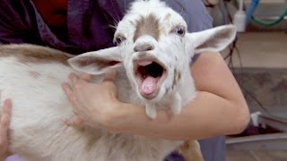 This Is What a Goat Sounds Like After Being Castrated [upl. by Llesram]