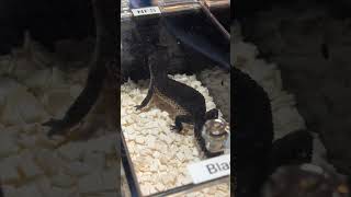 2000 Pet Gecko 🦎 ULTRA Rare Leopard Gecko 😱💰 [upl. by Seeto731]