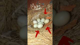 Finches nest view 🥚  Zebra finch egg  Zebra finch breeding  finch finches birds bird shorts [upl. by Eiclud910]