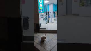 ME TOCO CUIDAR LA FARMACIA EN EL TURNO NOCHE dog doglover cat travel [upl. by Aix]