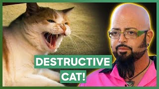 Jackson Galaxy Deals With A DESTRUCTIVE Cat That Keeps Acting Out  My Cat From Hell [upl. by Prentice]