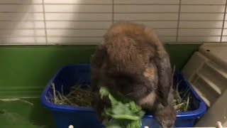 Rabbit Eating Kale [upl. by Clarita]