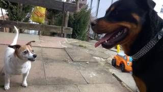 Jack Russell Terrier attacks Rottweiler [upl. by Kirtap]