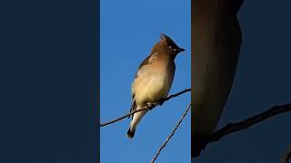 Cedar Waxwing birds wildlife [upl. by Gabler]