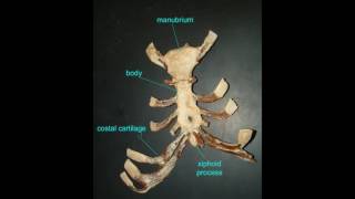 HYALINE CARTILAGE OF TRACHEA [upl. by Hterag]