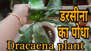 ओर्गनिक फल्टीलइजर से डरसीन हुआ खराब😧 Do not add this organic fertilizer to your dracaena plant [upl. by Wenona]