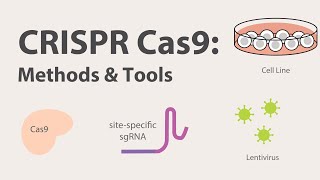 2 CRISPR Cas9  Methods and Tools [upl. by Marga722]