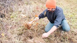 Planting Chestnut Trees fast and easy style [upl. by Anderegg546]