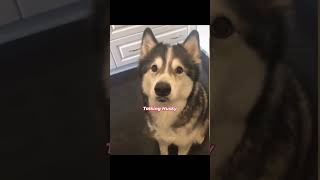 Husky Has a Full Conversation with Owner  Adorable Dog Talk [upl. by Auhso]