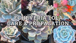 Echeveria Lola Care amp Propagation Updated [upl. by Rufena]