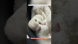 Abandoned puppy got rescued hearttouching heartwarming dogrescue Credit to biocube [upl. by Yeknarf]