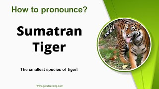 How to pronounce Sumatran Tiger in English correctly [upl. by Camala]