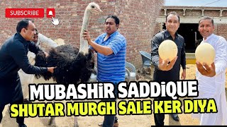 Mubashir Saddique Nay Ostrich Buy Key Liya  Village Food Secrets  Pakistan Ostrich Farm [upl. by Akimit858]