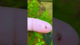 quotI Never Expected This to Happen in My Planted Tankquot shortsvideo snaillife snails assassinsnail [upl. by Aztirak]