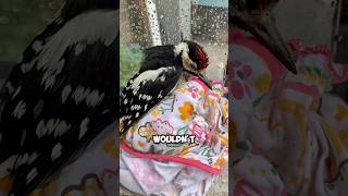 Picked up an injured woodpecker shortvideo animals unbelieveable pets birds woodpecker [upl. by Dove]