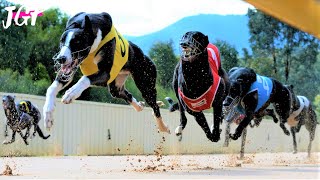 Greyhound racing  The Australian Cup [upl. by Yelekalb]