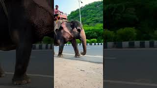 😲elephant walk at road side elephant walking [upl. by Fields]