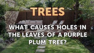 What Causes Holes in the Leaves of a Purple Plum Tree [upl. by Asseralc376]