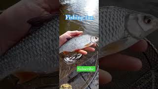 Roach fishing fishing roach lake classic richiestan short youtubeshorts enjoy life smile [upl. by Yahsal]