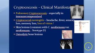 Microbiology 588 a Cryptococcus neoformans Cryptococcosis Cryptococcal meningitis Mycology Gattii [upl. by Beera]