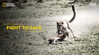 Fight to Save  Animal Fight Club  हिन्दी  Full Episode  S5  E2  National Geographic [upl. by Anuahsat]