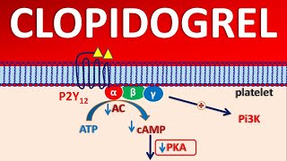 Clopidogrel PLAVIX  Mechanism side effects precautions amp uses [upl. by Adrial]