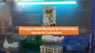 Thioglycollate Medium for Anaerobic bacteria Cultivation  Introduction Composition and Preparation [upl. by Kcirrem]