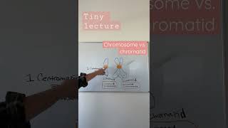 Chromosome vs chromatid  TEAS 7 Biology  the cell cycle  Mitosis [upl. by Marlin]