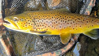 Gorgeous Farmington River brown trout saves the day [upl. by Reeher559]