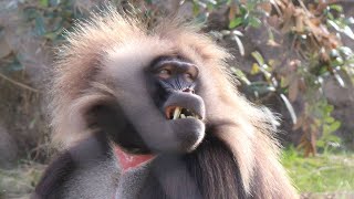 Geladas  Gelada Baboons  Diergaarde Blijdorp 2018 [upl. by Clywd]