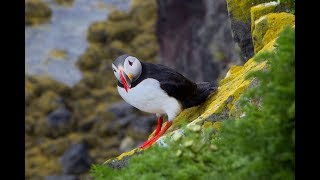 Within reach  Puffins of Iceland  Lundar á Íslandi 2017 Fratercula Arctica  HD  Canon 5D [upl. by Menendez205]