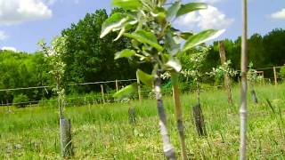 Orchard Diary 5262010 Strangled trees and Surround Kaolin clay [upl. by Dleifniw]