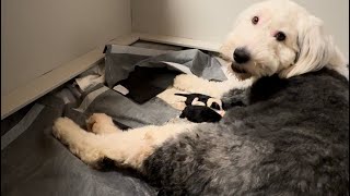 Sheepadoodle Live birth 10 mini sheepadoodle birth [upl. by Druce787]