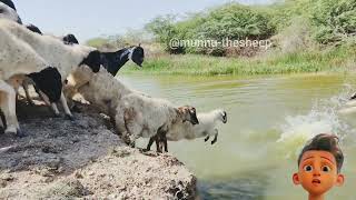 Sheeps in Pond  Sheep 🐑 Swimming 🐑 Lake Crossing Sheeps Jumping Into The River  sheep bathing [upl. by Neelhtak]