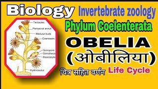 OBELIAPhylum Coelenterata Life Cycle सचित्र वर्णन।। Invertebrate zoology [upl. by Bentley]