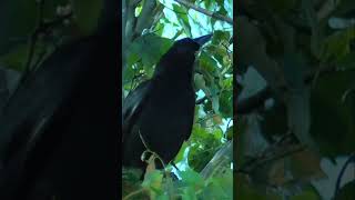 Pied Currawong in wetland shorts [upl. by Rosanne]