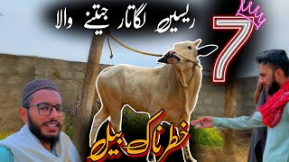 7 racey lagatar jitne wala khatarnak bael Dand 2024 Bull Race Pakistan Qurbani 2024 Bakra Mandi [upl. by Lertnahs878]