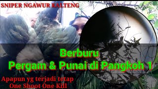 Berburu Pergan dan Punai di Pangkoh 1 [upl. by Akilegna]