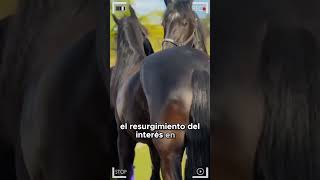 🔴 Caballo Frisón Friesian Horse 🔴 horse fresian [upl. by Ahsoyek]