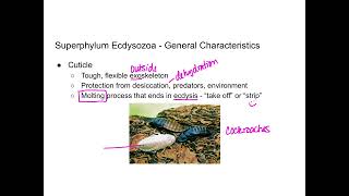 Invertebrates  Ecdysozoa amp Phyla Nematoda amp Tardigrada [upl. by Rillis405]