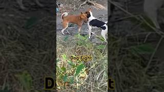 Dog Fight doglover dog tranding dogfight dog animals doglovers [upl. by Lisetta]