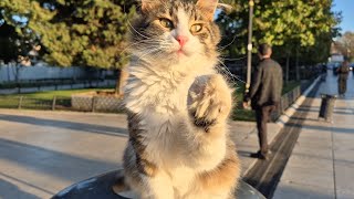 A Very cute street cat with a pink nose [upl. by Natek]