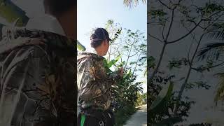 VN Slingshot Hunting Dove  Eps10 pkslingshotkh [upl. by Noek267]