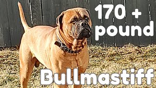 170 Pound BULLMASTIFF [upl. by Roshan800]