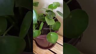 PLANTAS SEGURAS PARA QUEM TEM PET EM CASA [upl. by Noxas27]